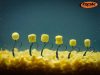 ROK - TRIPLE CORN #M - Natural yellow - kukorica sárga  tripla gumi kukorica - ULTRA POPUP